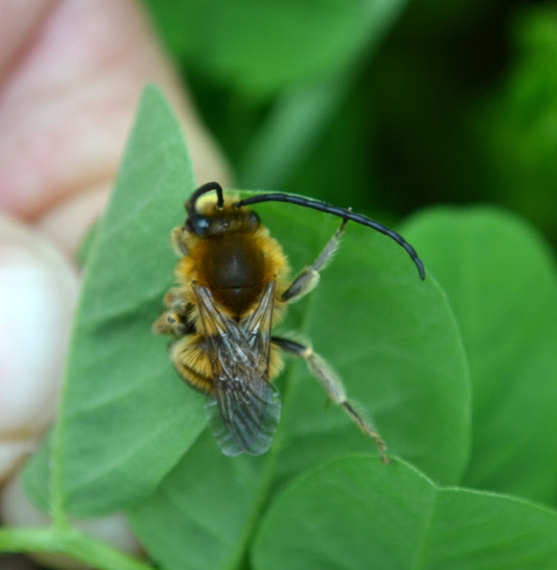 Eucera