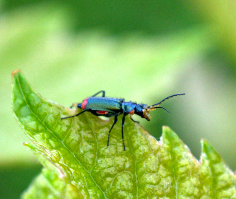 Malachius bipustulatus - kétfoltos bibircsesbogár