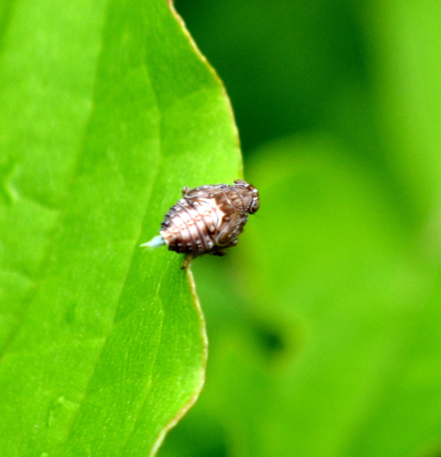 Delphacidae - sarkantyús kabócák