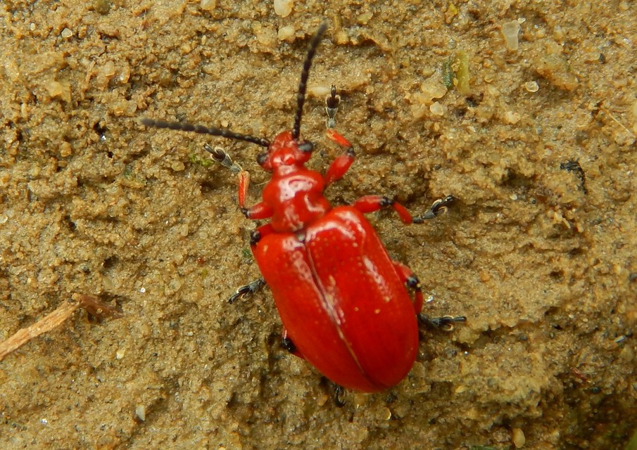 Lilioceris merdigera - hagymabogár Lilioceris merdigera - hagymabogár