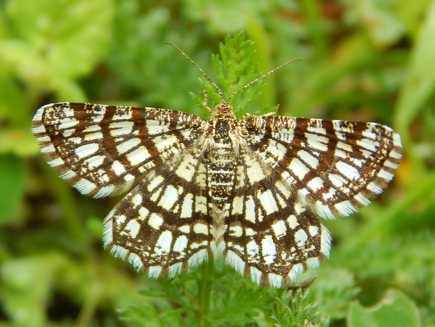 Chiasmia clathrata - rácsos rétiaraszoló