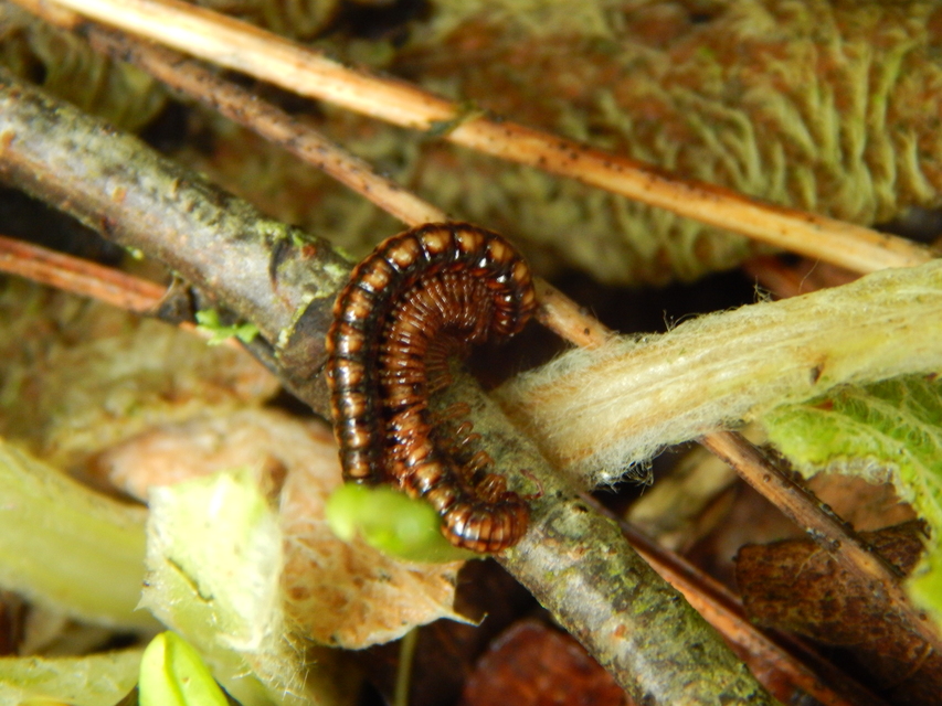 Diplopoda - Ikerszelvényesek