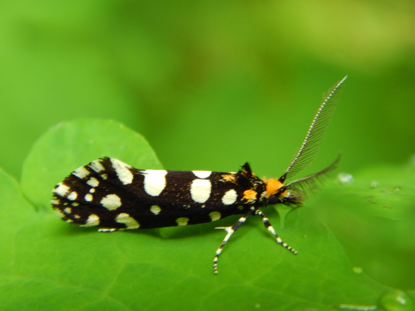 Euplocamus anthracinalis - fésűscsápú korhadékmoly