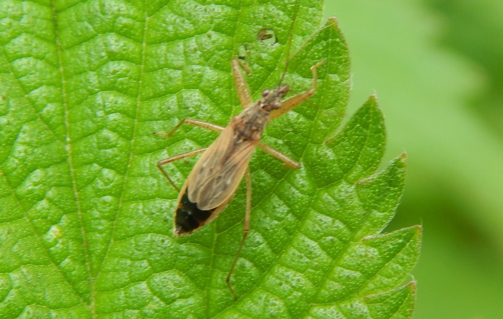 Nabidae - tolvajpoloskák