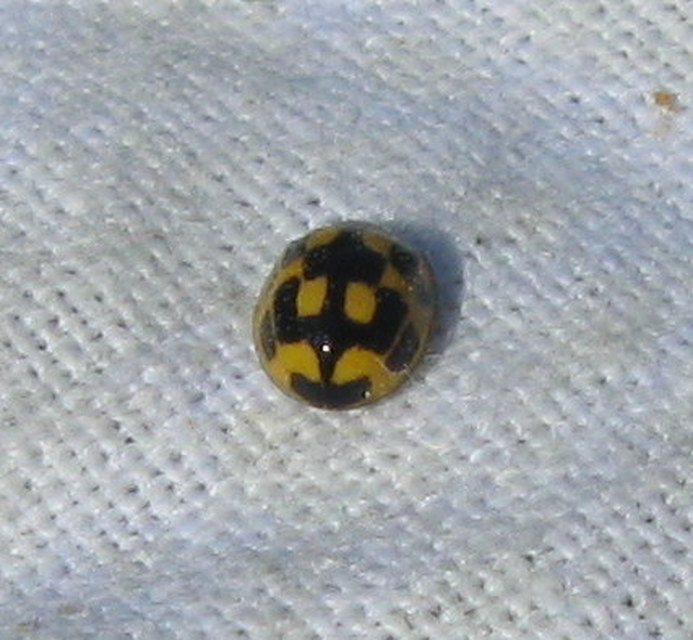 Propylea quatuordecimpunctata - tizennégypettyes füsskata