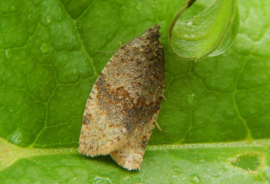 Tortricinae