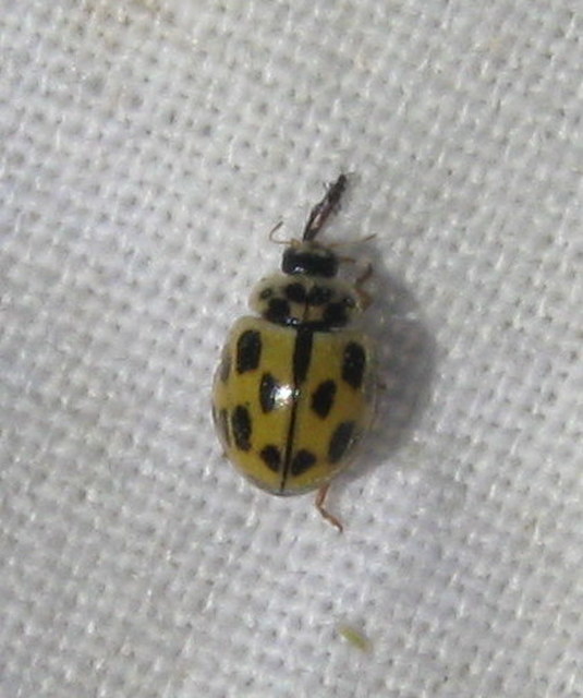 Propylea quatuordecimpunctata - tizennégypettyes füsskata