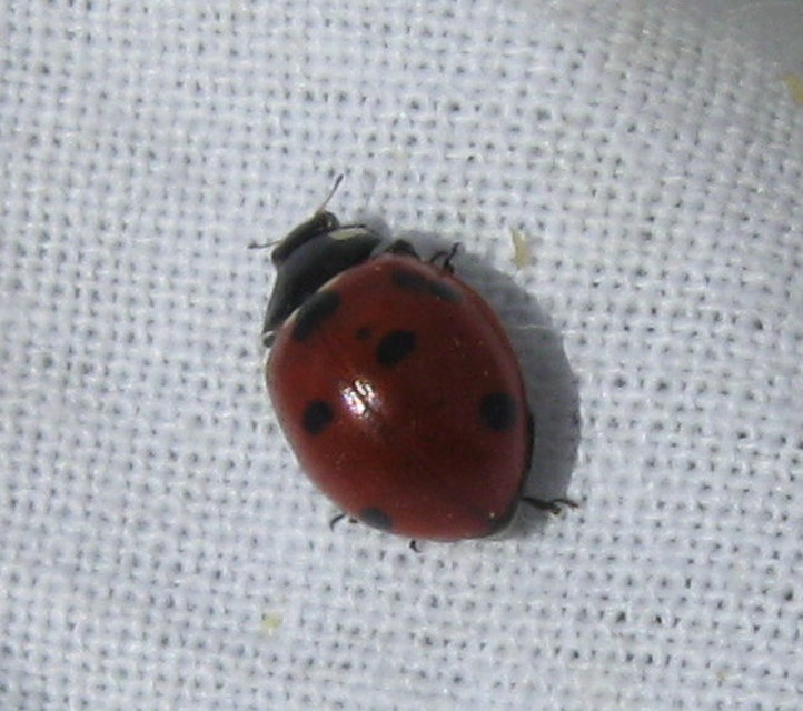 Coccinella septempunctata - hétpettyes katica