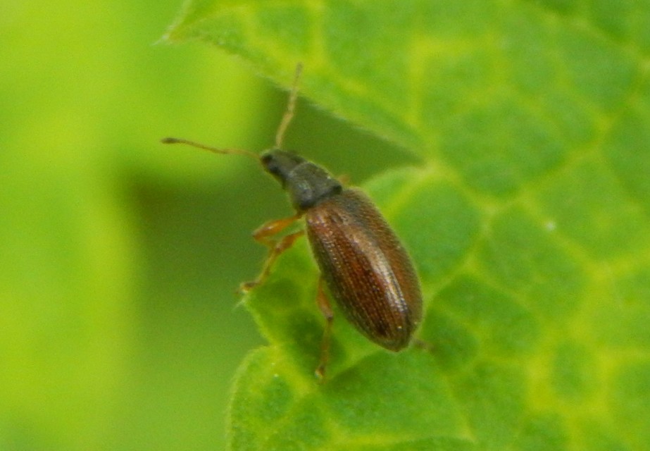 Phyllobius oblongus - közönséges levélormányos