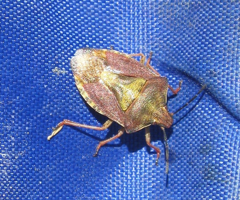 Carpocoris Carpocoris
