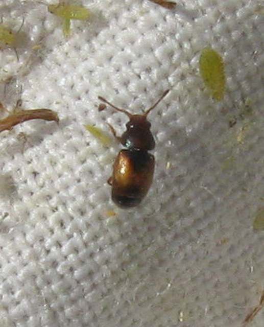 Kateretes pusillus