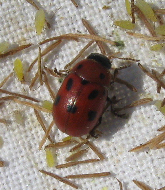 Gonioctena fornicata - közönséges lucernabogár