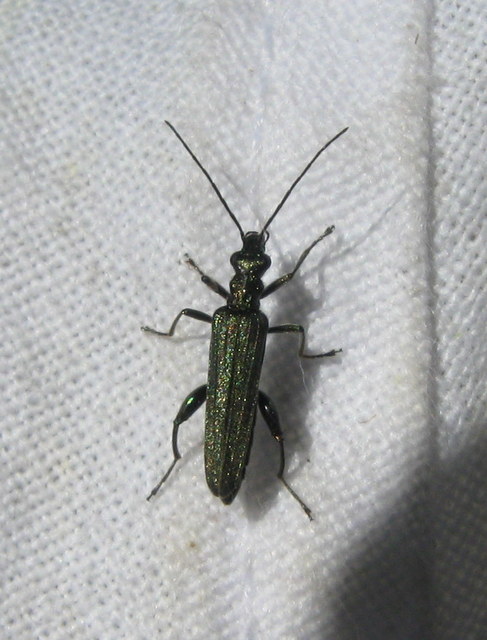 Oedemera
