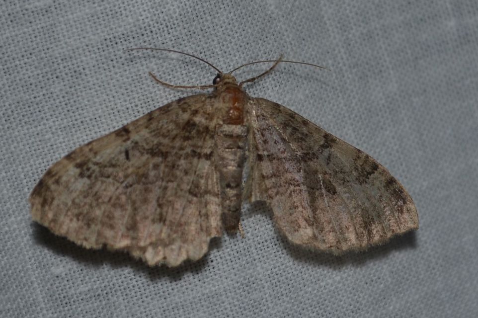Xanthorhoe quadrifasiata - négysávos tarkaaraszoló