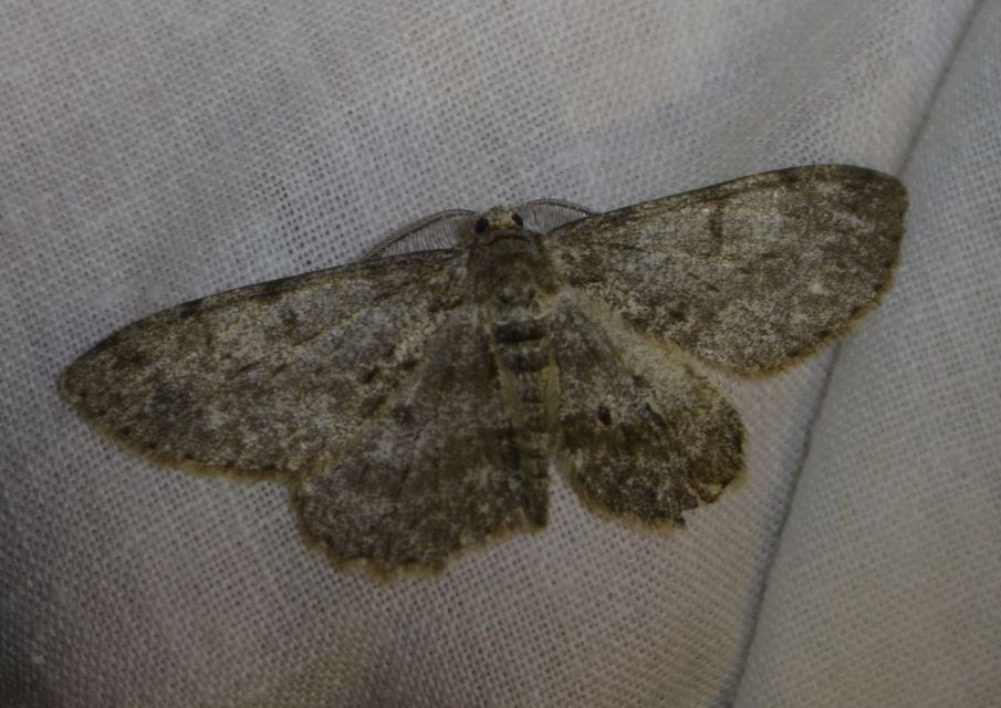 Hypomecis punctinalis - pettyes faaraszoló