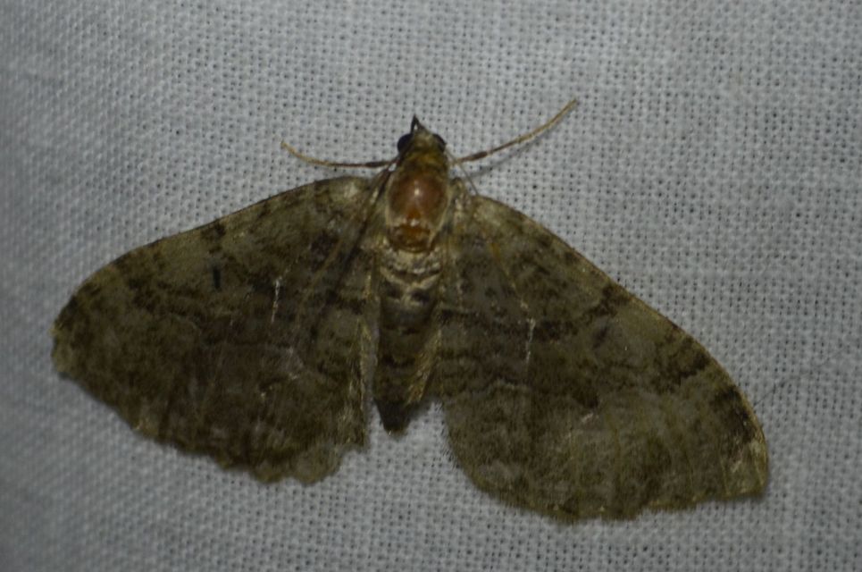 Hydria cervinalis - őzbarna araszoló