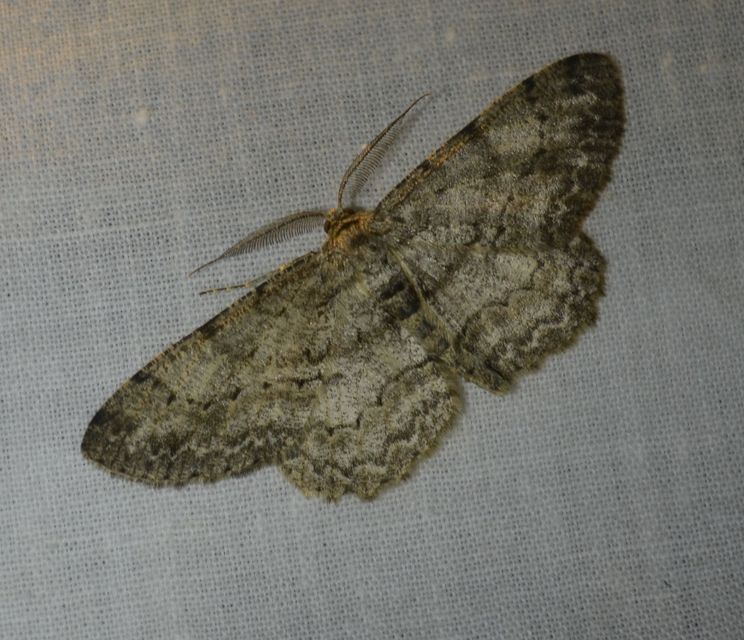 Hypomecis roboraria - nagy tölgyfaaraszoló
