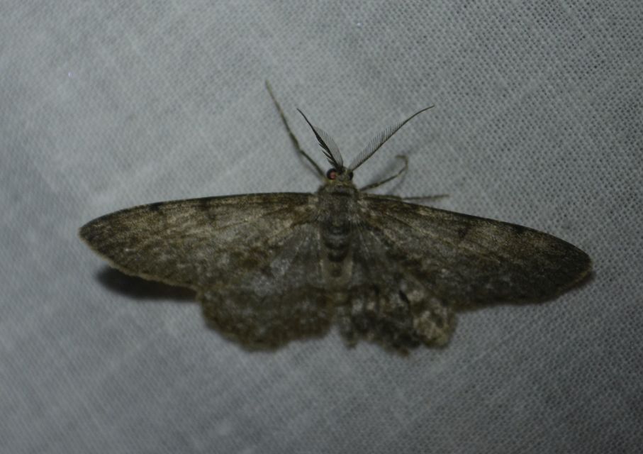 Hypomecis punctinalis - pettyes faaraszoló