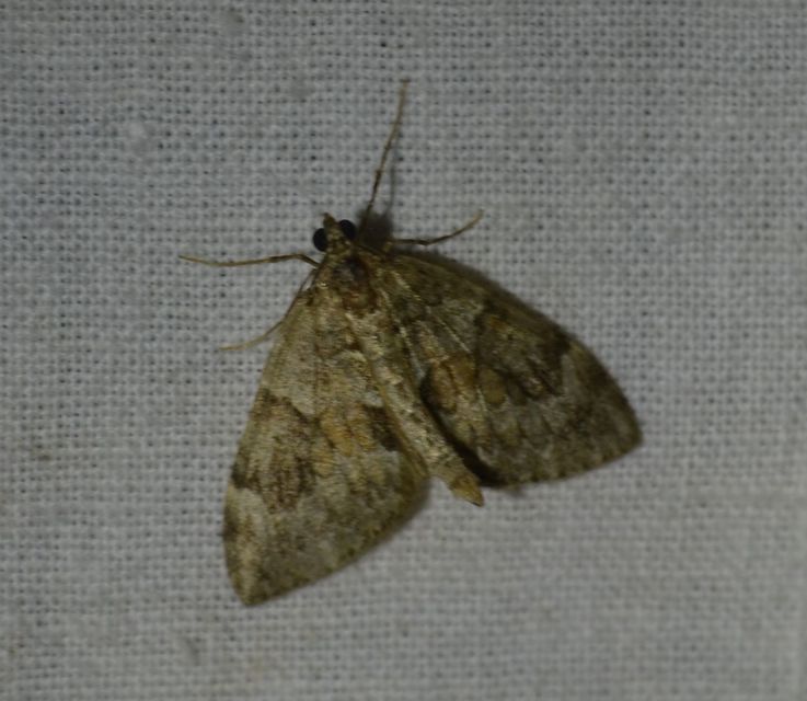 Thera variata - változékony fenyőaraszoló