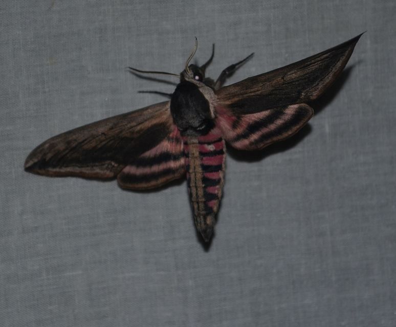 Sphinx ligustri - fagyalszender