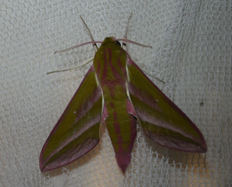 Deilephila elpenor - szőlőszender