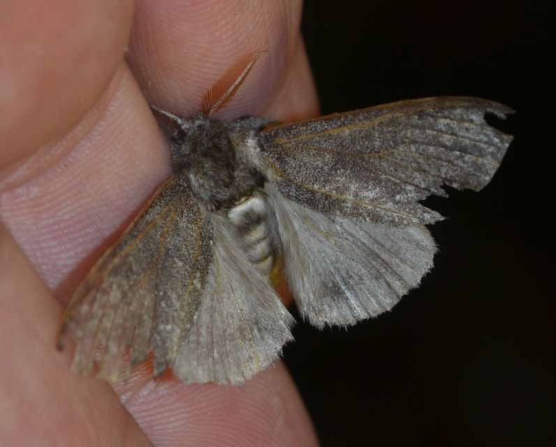 Calliteara pudibunda - hamvasszövő