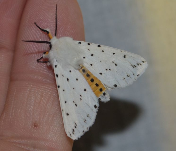 Spilosoma lubricipedum - tejszínű medvelepke