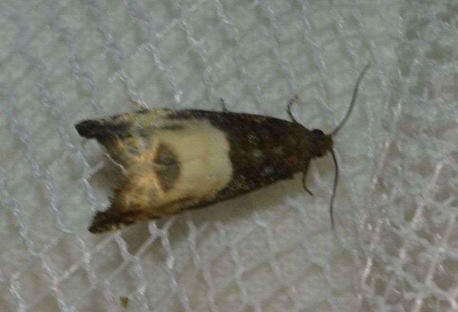Notocelia