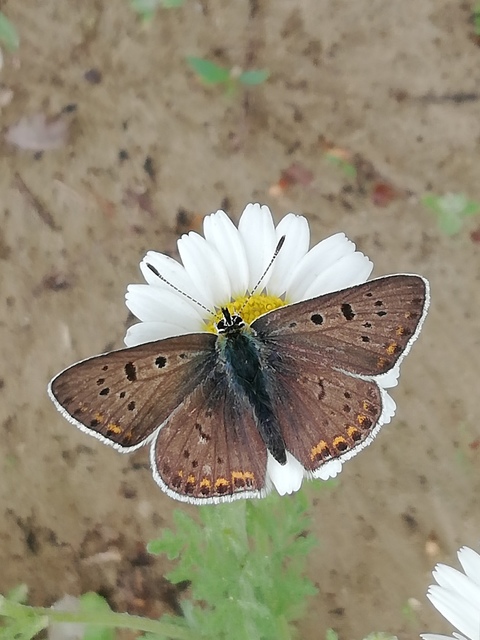 Lycaena tityrus - barna tűzlepke