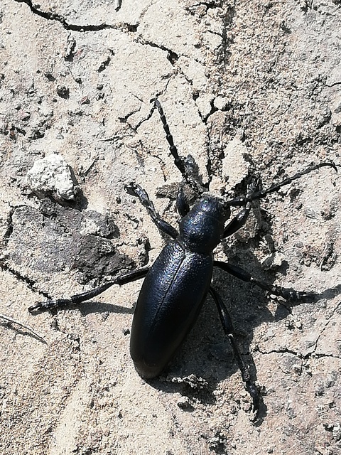 Dorcadion aethiops - fekete gyalogcincér