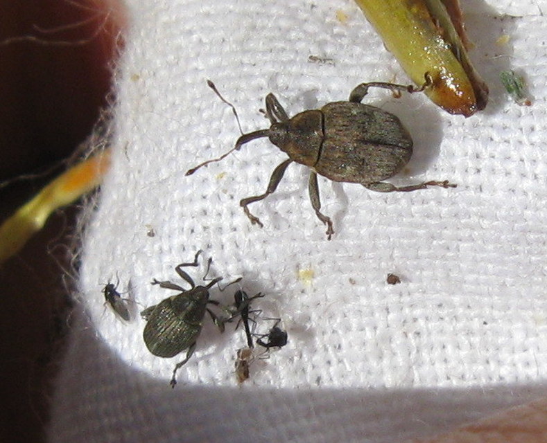 Ceutorhynchus obstrictus - repcebecő-ceutormányos