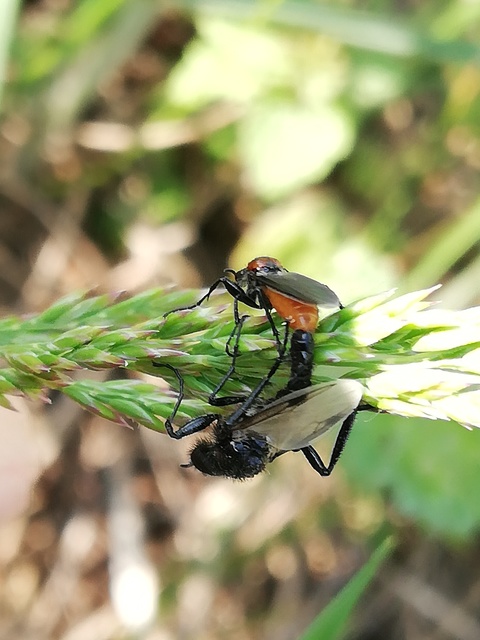 Bibionidae - bársonylegyek