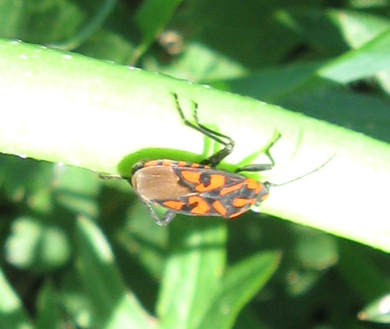 Spilostethus saxatilis - virágbodobács