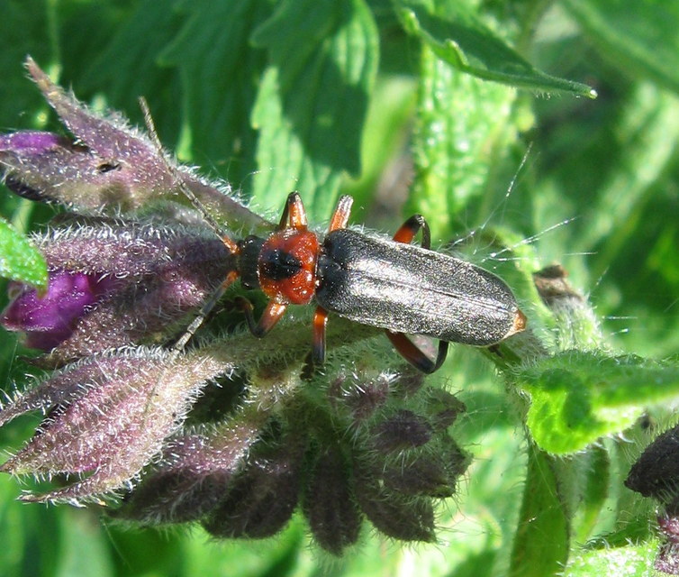 Cantharis rustica - suszterbogár