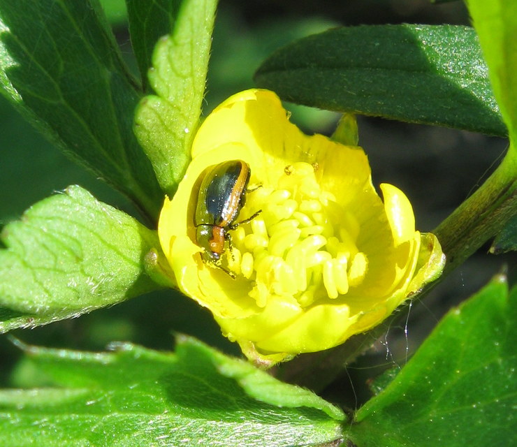 Prasocuris marginella - szegélyes boglárkalevelész