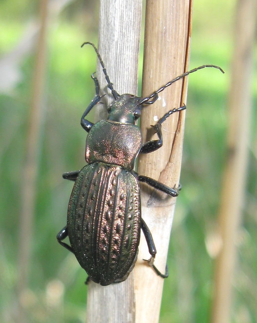 Carabus cancellatus - ragyás futrinka