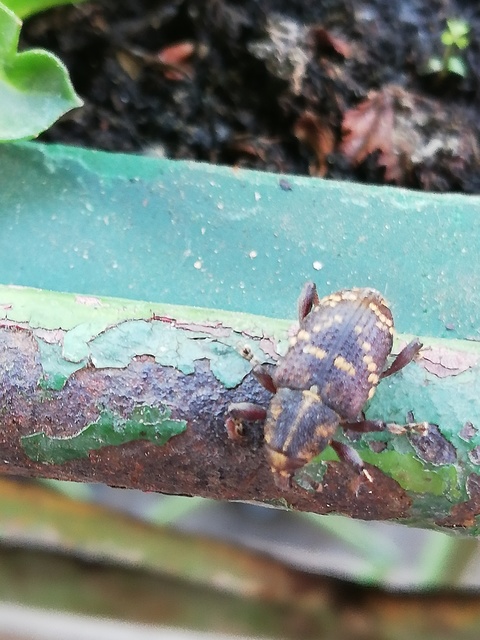 Hylobius abietis - nagy fenyvesormányos
