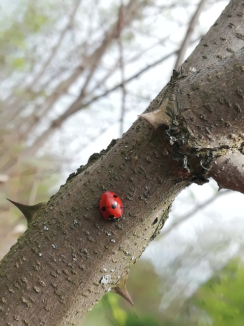 Coccinella septempunctata - hétpettyes katica