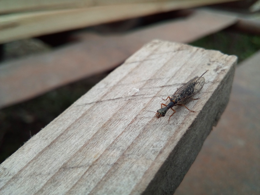 Raphidioptera - Tevenyakú-fátyolkák