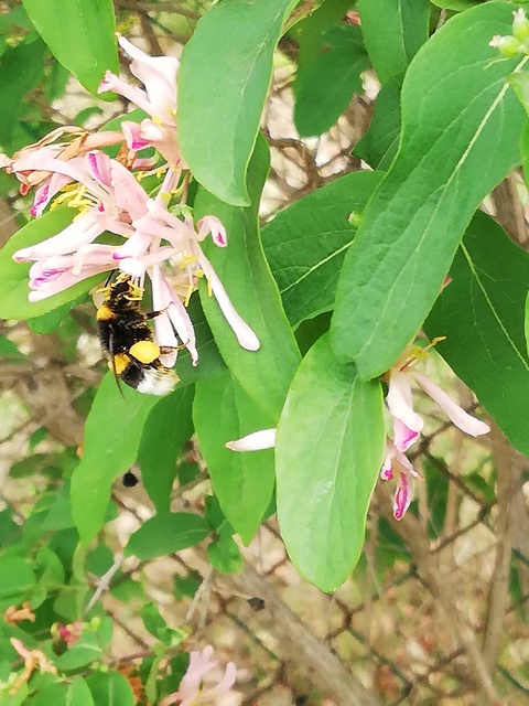 Bombus lucorum