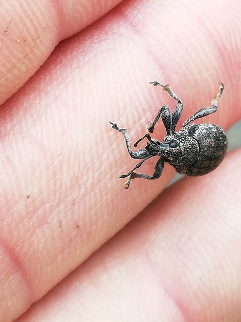 Otiorhynchus ligustici - vincellér-gyalogormányos