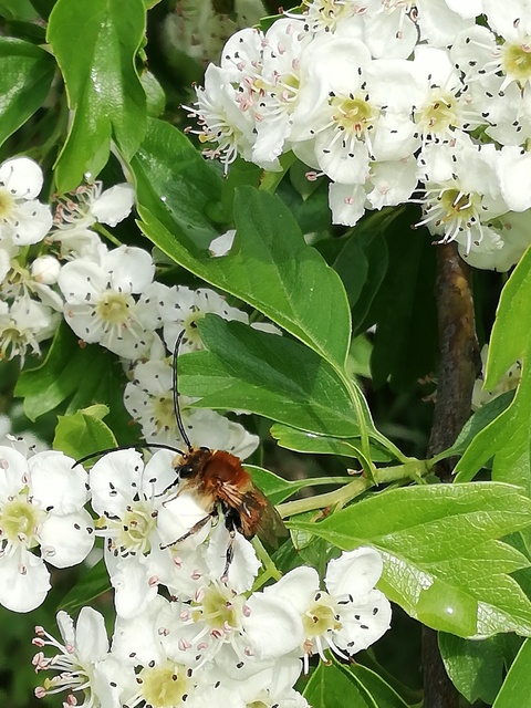 Eucera
