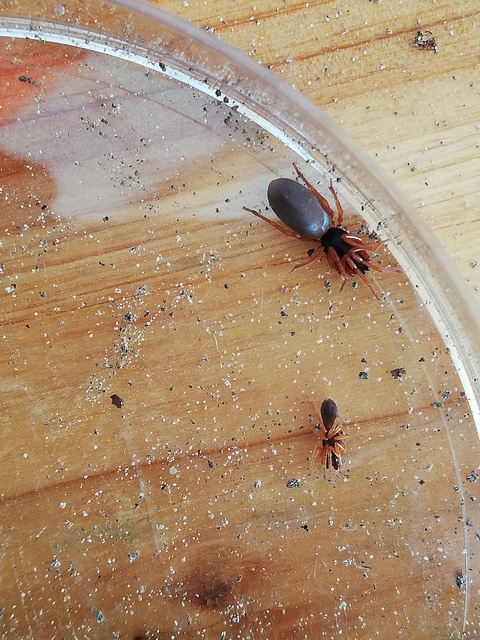 Dysdera