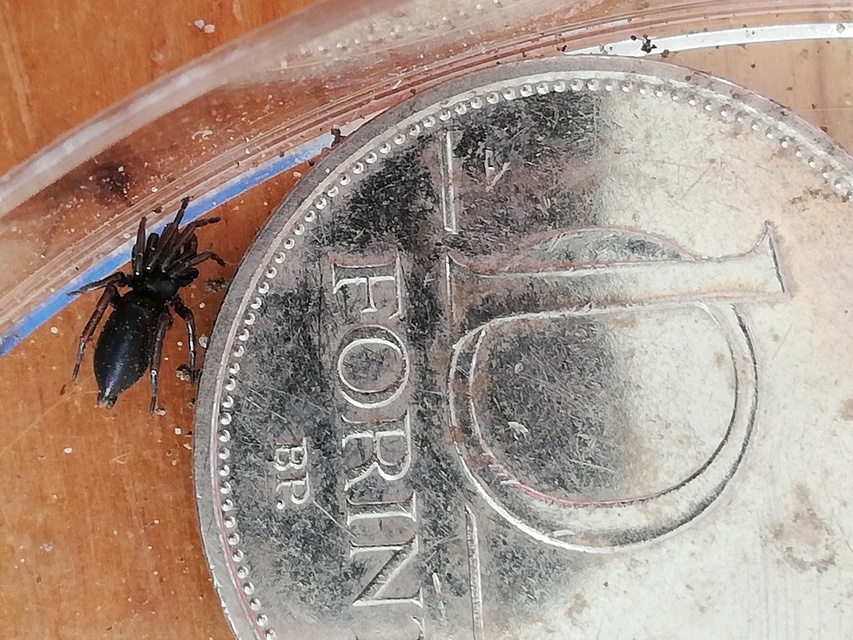 Gnaphosidae - kövipókok