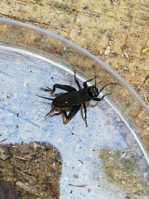 Modicogryllus