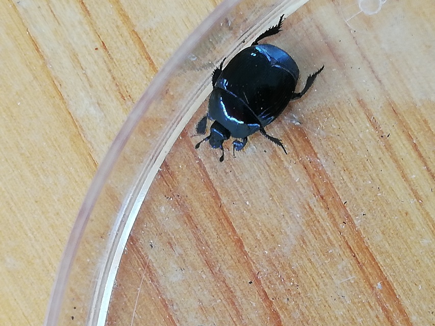 Histeridae - sutabogárfélék