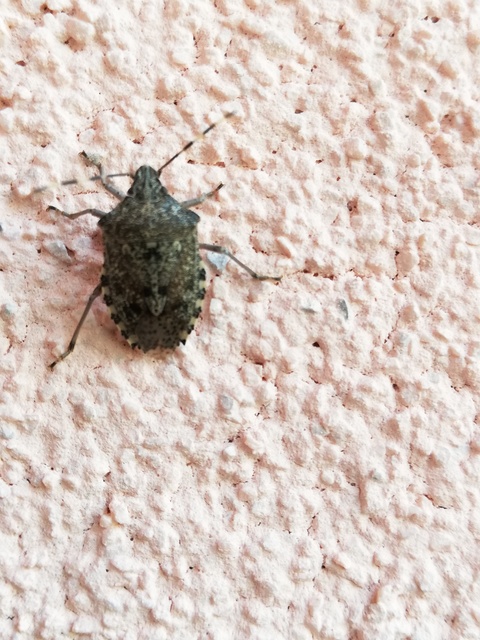 Rhaphigaster nebulosa - bencepoloska