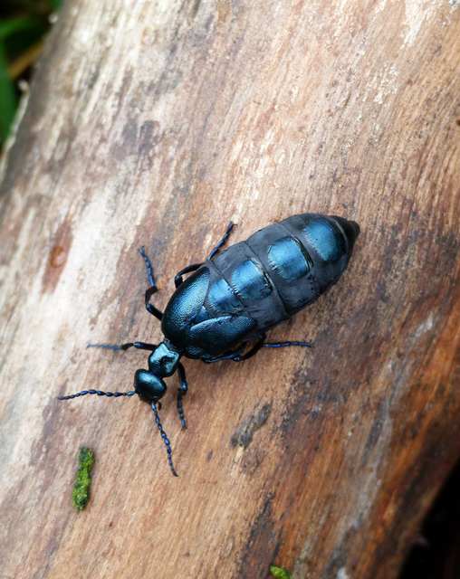 Meloe violaceus - kék nünüke