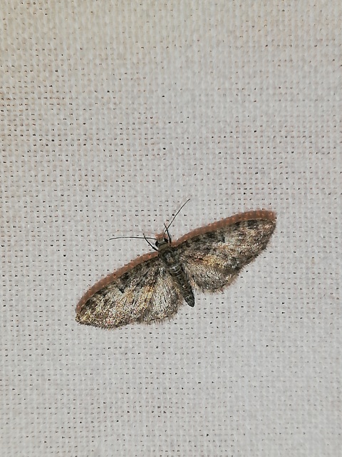 Eupithecia dodoneata - tölgy-törpearaszoló