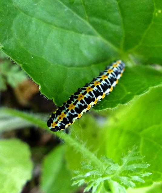 Ethmia
